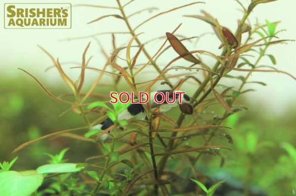 画像3: パンダシャークローチ