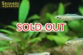 ダディブルジョリーハチェットバルブ
