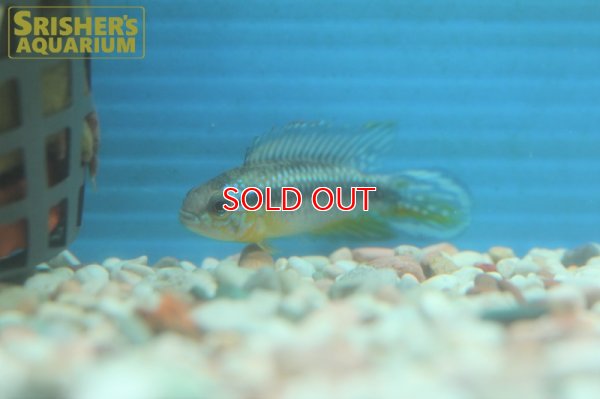 画像6: アピストグラマ アガシジ アレンカー (ブリード) (ペア)