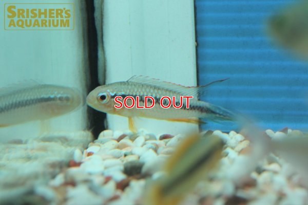 画像8: アピストグラマ アガシジ ラーゴマイカ (ブリード) (ペア)