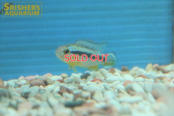 画像7: アピストグラマ アガシジ アレンカー (ブリード) (ペア)