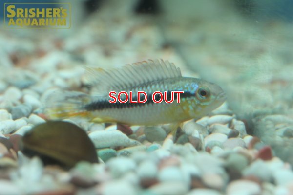 画像5: アピストグラマ アガシジ アレンカー (ブリード) (ペア)