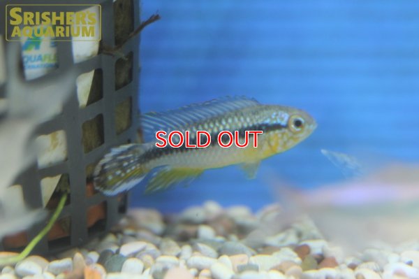 画像3: アピストグラマ アガシジ アレンカー (ブリード) (ペア)