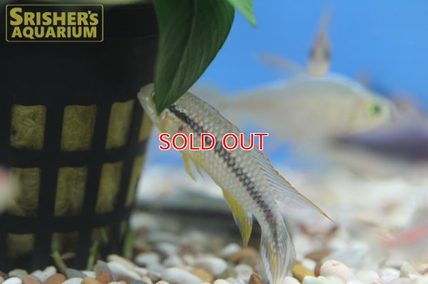 画像3: アピストグラマ アガシジ ラーゴマイカ (ブリード) (ペア)