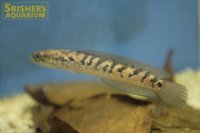 コウタイ（七星魚）