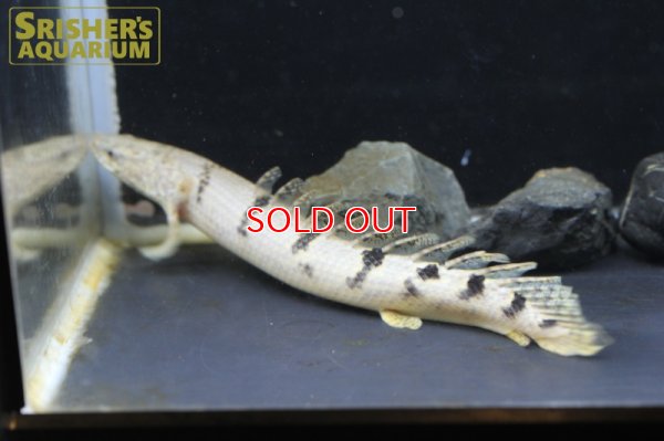 画像3: ポリプテルス 　デルヘッジ　WILD