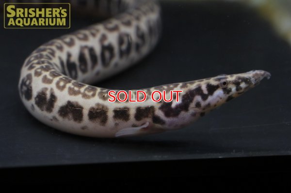 画像5: マスタセンベルスCF.クラッスス