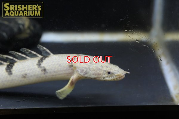 画像2: ポリプテルス 　デルヘッジ　WILD