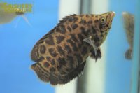 レオパードクテノポマ WILD（M)