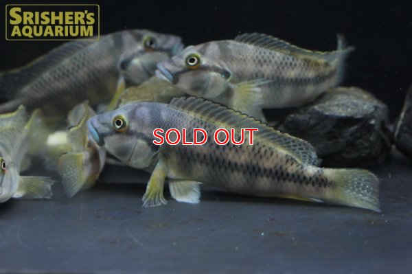 画像3: オルソクロミス（シュヴェトクロミス）ストームシィ WILD