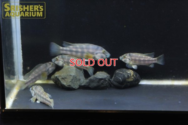 画像6: オルソクロミス（シュヴェトクロミス）ストームシィ WILD