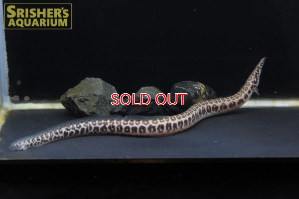 画像6: マスタセンベルスCF.クラッスス