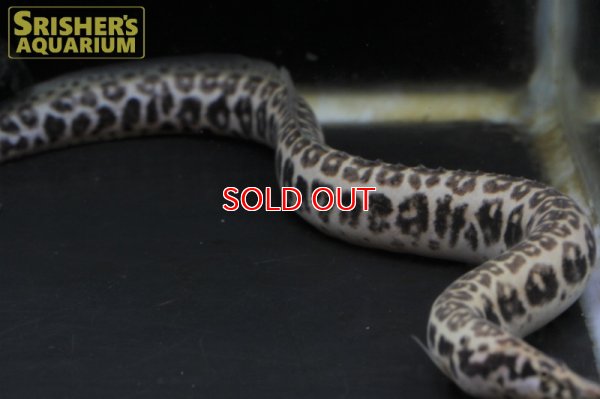 画像7: マスタセンベルスCF.クラッスス