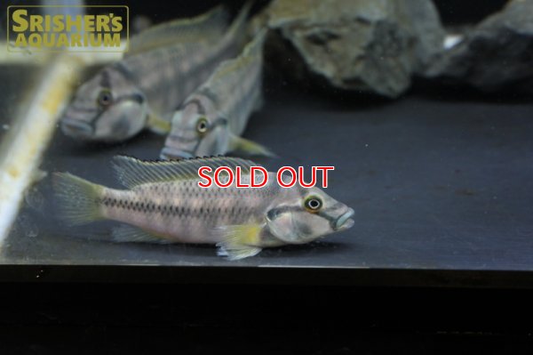 画像5: オルソクロミス（シュヴェトクロミス）ストームシィ WILD