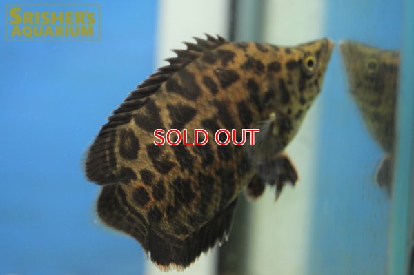 画像6: レオパードクテノポマ WILD（M)