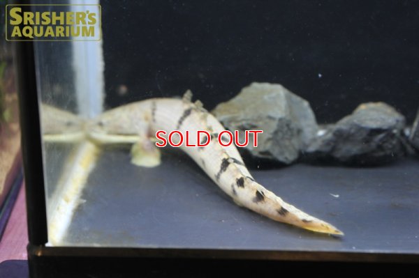 画像5: ポリプテルス 　デルヘッジ　WILD