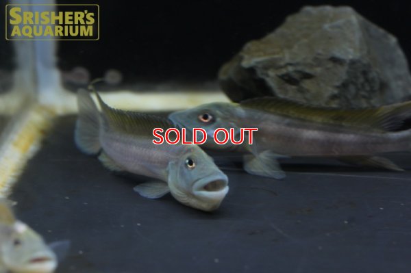 画像5: ステアトクラヌス　ティナンティ