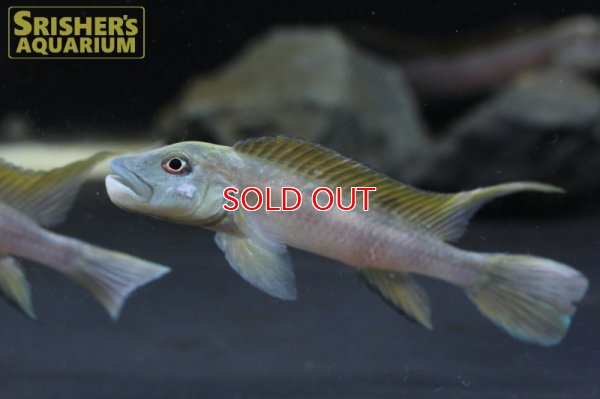 画像3: ステアトクラヌス　ティナンティ