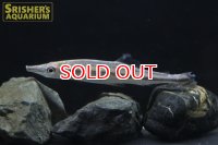 ファーゴ　オルナータス　コンゴ産