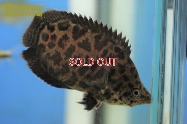 画像3: レオパードクテノポマ WILD（M)