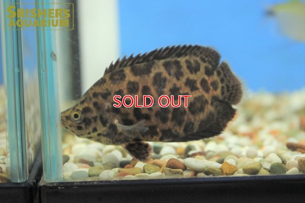 画像5: レオパードクテノポマ WILD（M)