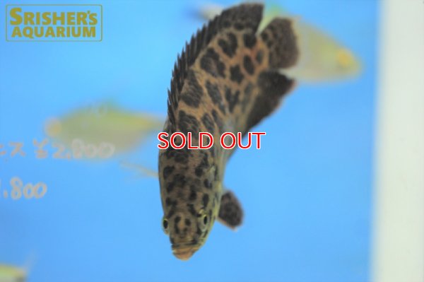 画像4: レオパードクテノポマ WILD（M)