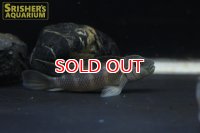 ステアトクラテス　ギビセプス