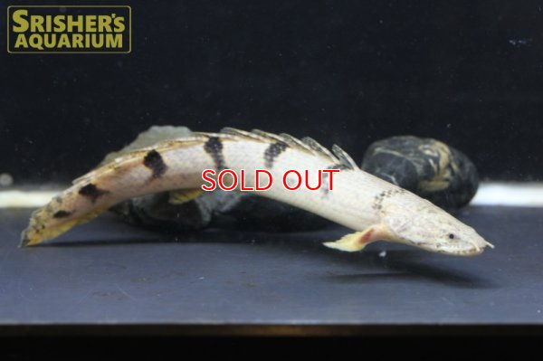 画像1: ポリプテルス 　デルヘッジ　WILD