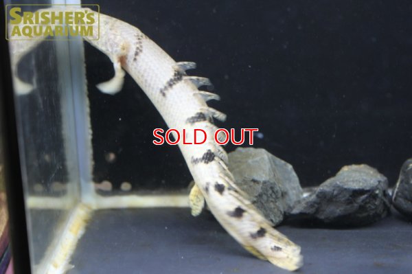 画像4: ポリプテルス 　デルヘッジ　WILD