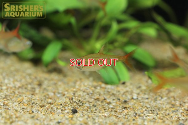 画像7: ラズベリーテトラ WILD "アルトアラグアイア"