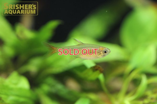 画像8: ラズベリーテトラ WILD "アルトアラグアイア"