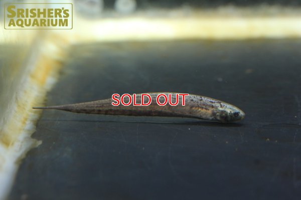 画像4: ブラウンサンドナイフフィッシュ