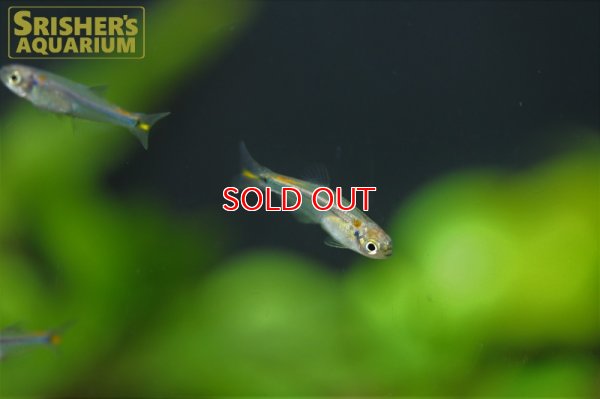 画像5: クリスタルオレンジチトカラックス