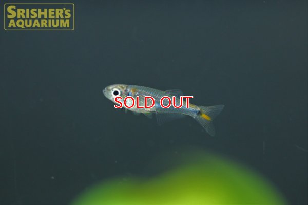 画像7: クリスタルオレンジチトカラックス