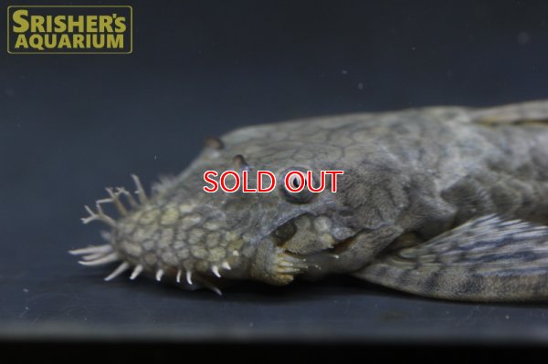 画像5: ハニーコームブッシー（M)