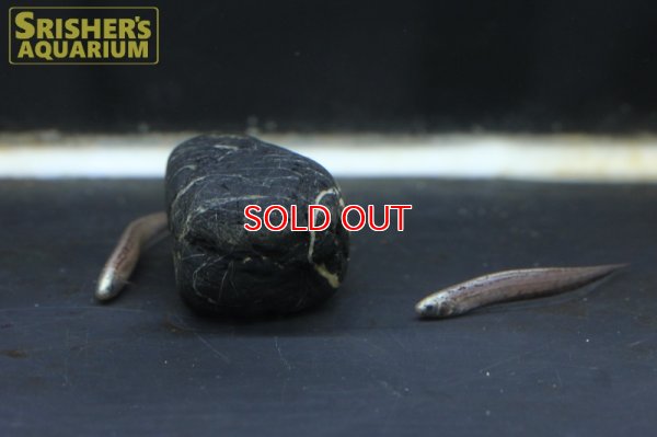 画像3: ブラウンサンドナイフフィッシュ