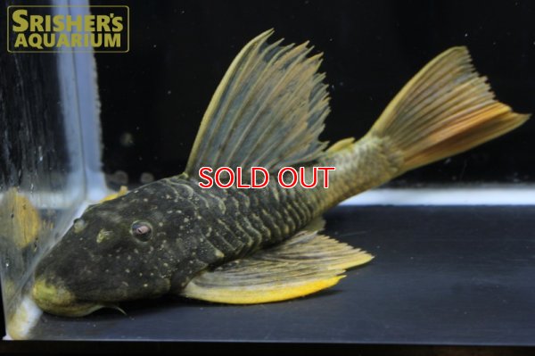 画像4: ゴールデンアンジェリカスプレコ