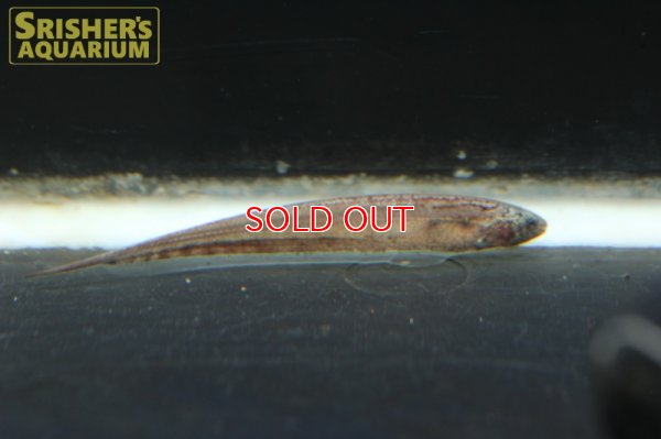 画像5: ブラウンサンドナイフフィッシュ