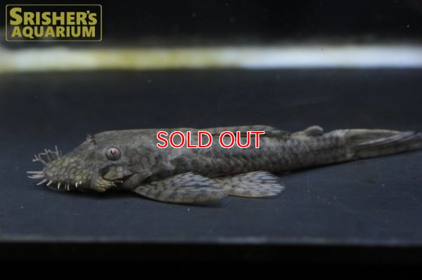 画像4: ハニーコームブッシー（M)