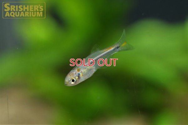 画像6: クリスタルオレンジチトカラックス