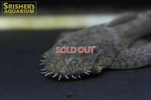 画像7: ハニーコームブッシー（M)