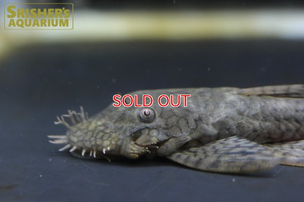 画像6: ハニーコームブッシー（M)