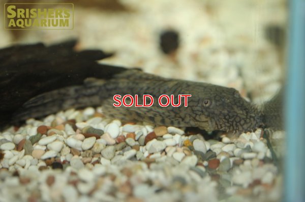 画像3: ハニーコームブッシー（M)