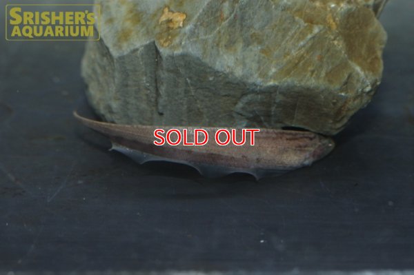 画像6: ブラウンサンドナイフフィッシュ