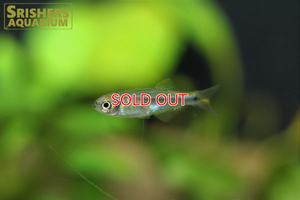 画像3: クリスタルオレンジチトカラックス