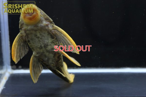 画像7: ゴールデンアンジェリカスプレコ