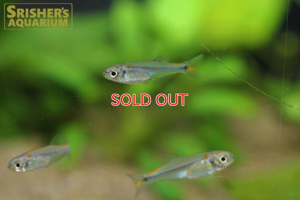 画像4: クリスタルオレンジチトカラックス