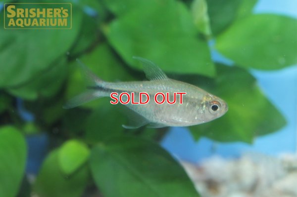 画像4: レッドフィンステゲマニーテトラ WILD