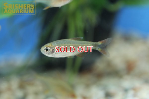 画像5: ハイフェソブリコン　ピアビンハス