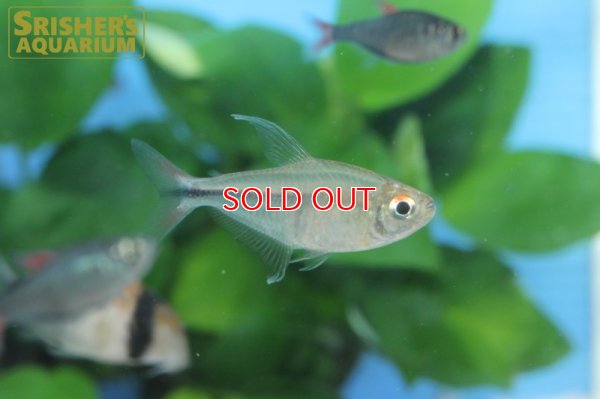 画像5: レッドフィンステゲマニーテトラ WILD